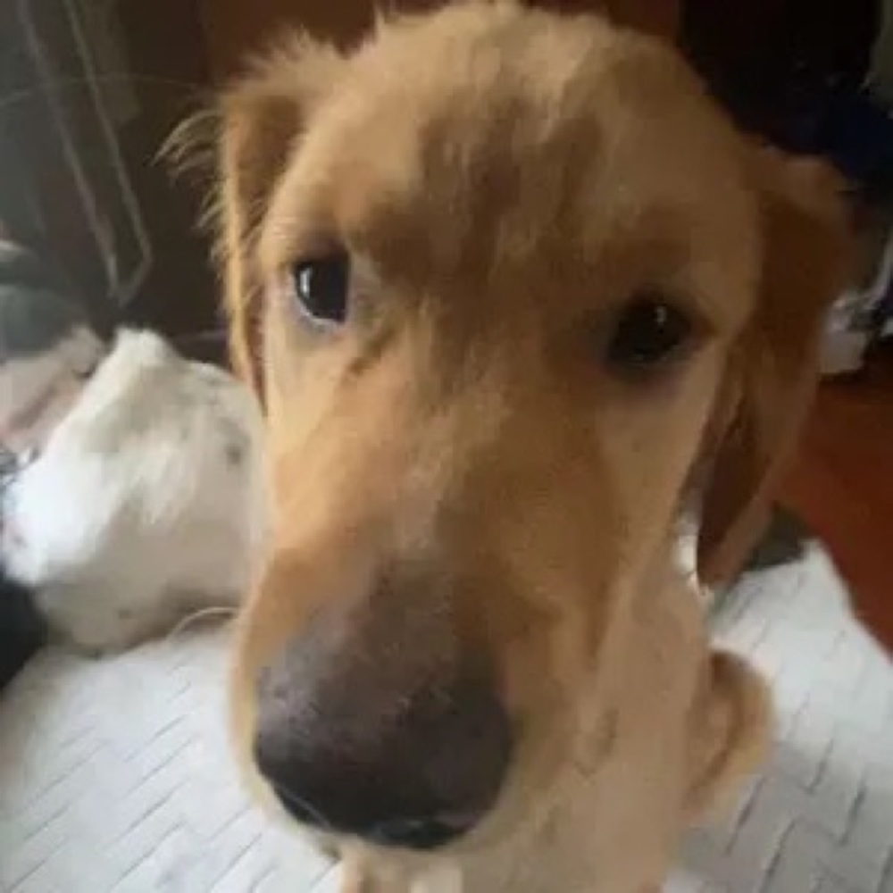 Meet your Posher, Brynn